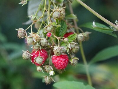 Food berries fruit