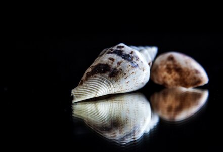 Mirroring shell still life