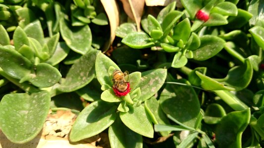 Field prairie insect