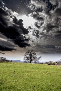 Panoramic tree outdoors