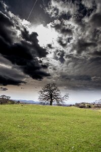 Panoramic tree outdoors photo