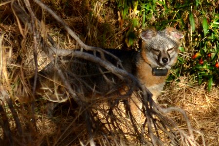 Catalina Island Fox (Urocyon littoralis catalinae) sleepy