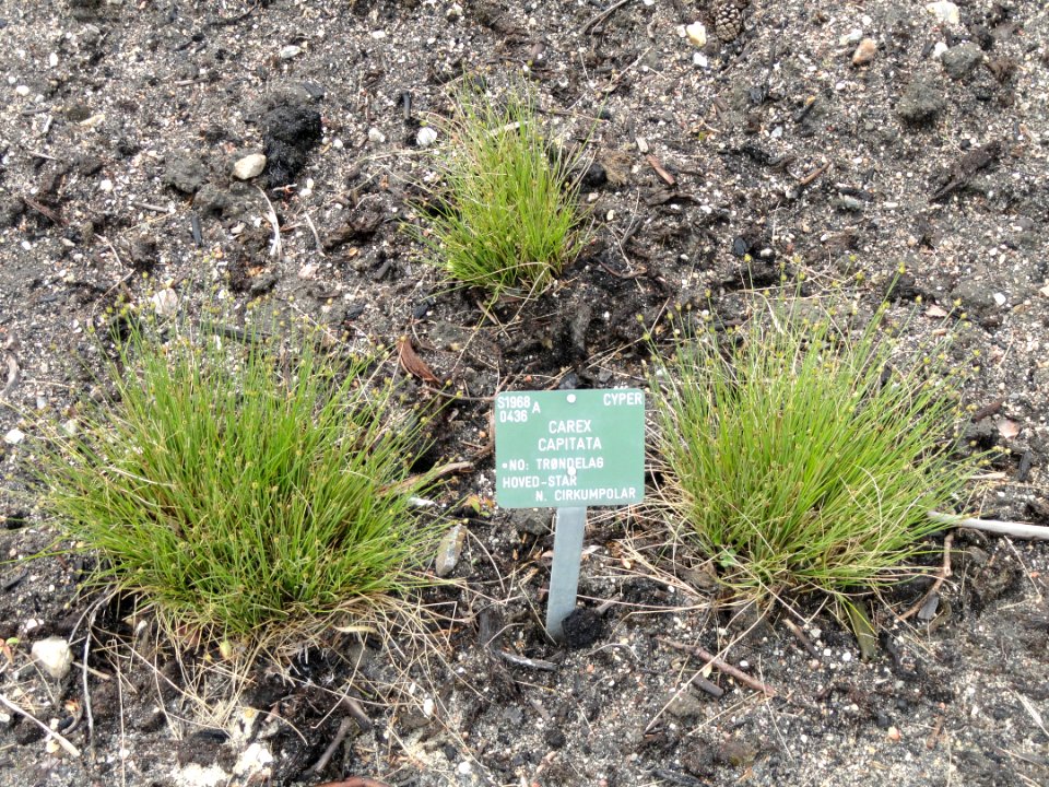 Carex capitata - Copenhagen Botanical Garden - DSC07931