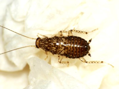 Cariblatta 20141008 nymph 982
