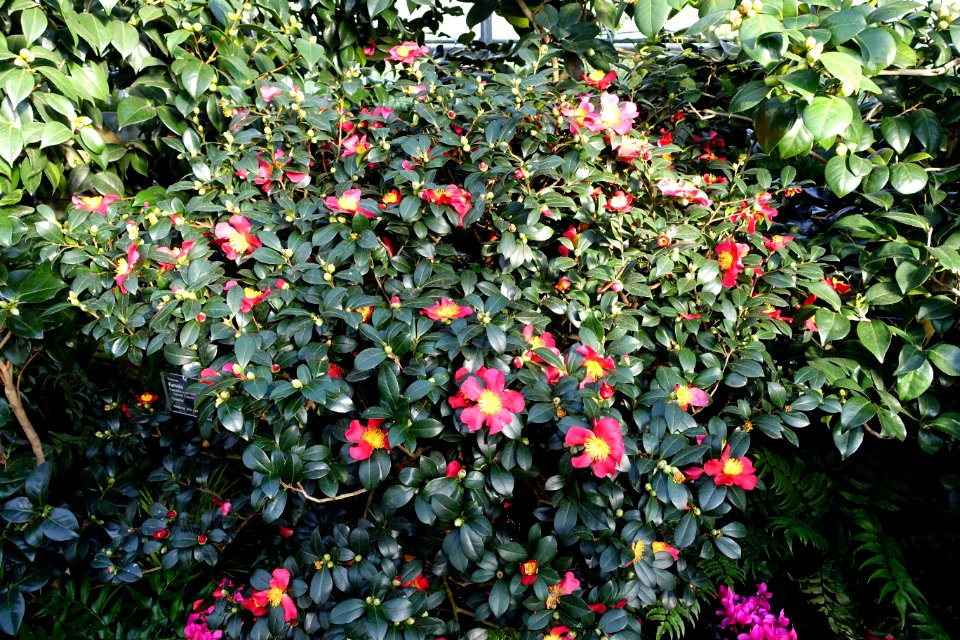 Camellia × vernalis 'Yuletide' - Wilhelma Zoo - Stuttgart, Germany - DSC01891