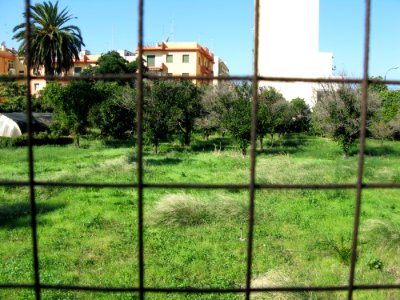 Campo Sperimentale della Stazione Sperimentale Industrie Essenze e Derivati Agrumi (SSEA) - Reggio Calabria, Italy - 7 Oct. 2009 - (2)