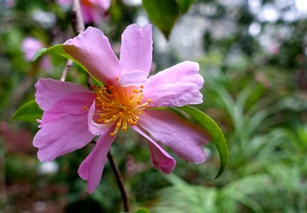 Camellia sasanqua 'Venus' - Flora park - Cologne, Germany - DSC00486