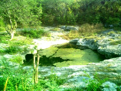 Cenote Chen Ha (08)