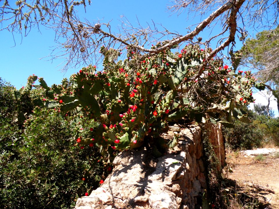 CALA SANTANYI - Majorka, AB-059