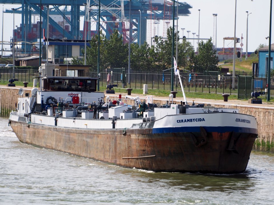 Cerambycida - ENI 06002560, Zandvlietsluis, Port of Antwerp pic1