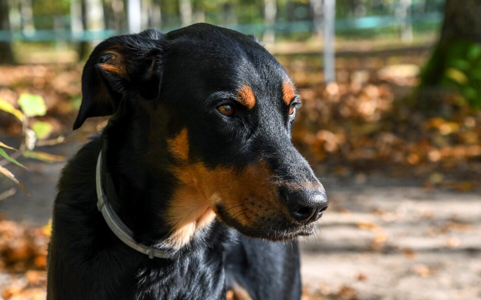 Beauceron animal portrait photo