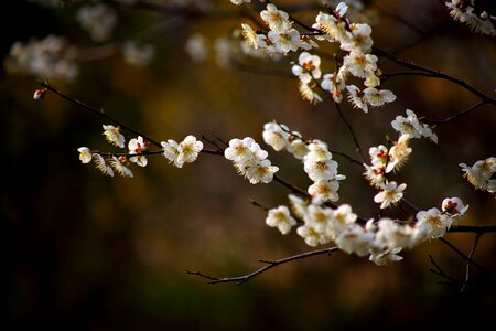 Plum plum flower spring flowers