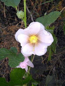Flower spring ot