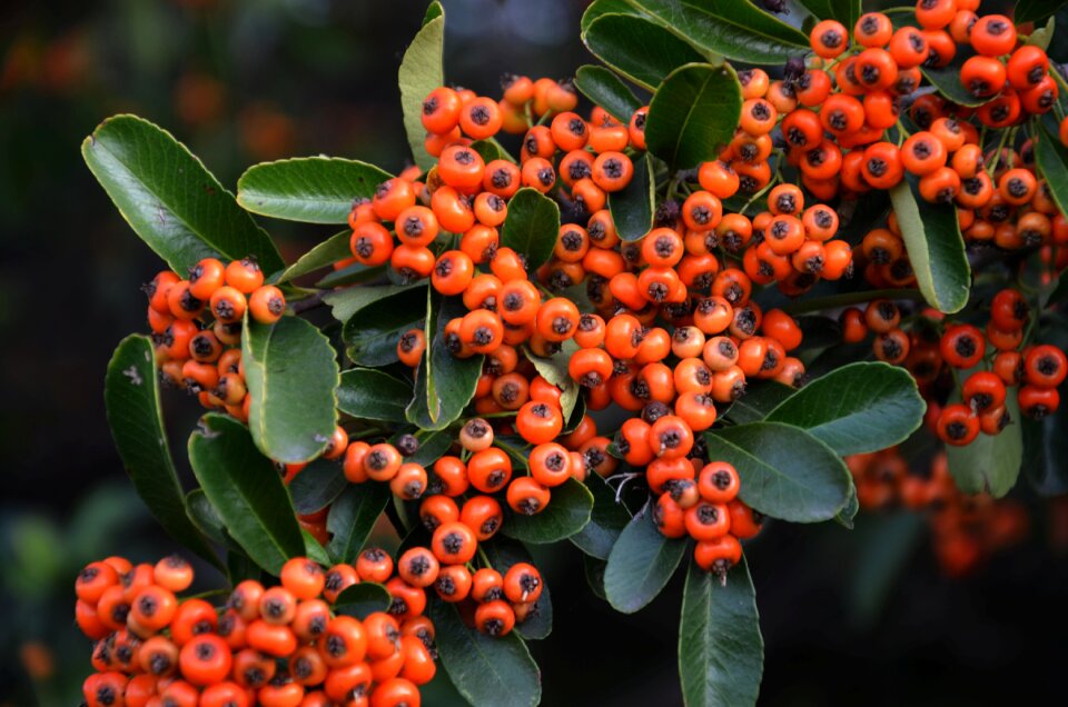Plant hawthorn or crataegu