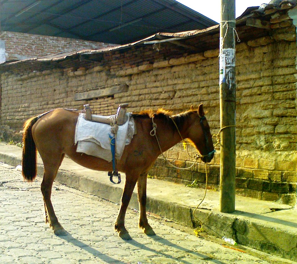 Caballo Criollo Mexicano