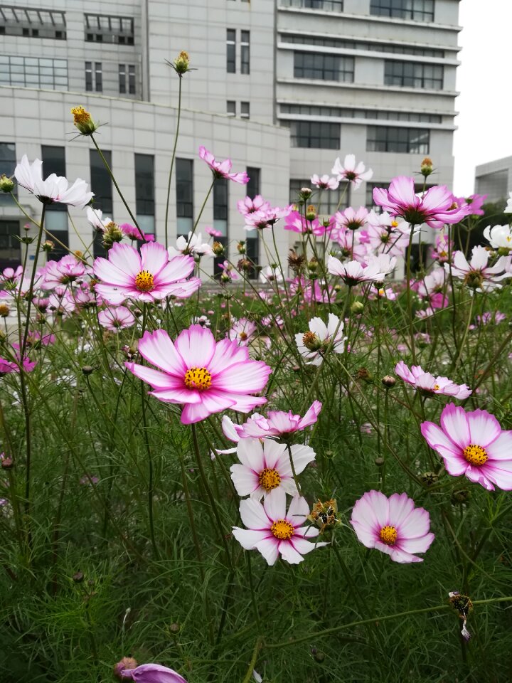 Cosmos autumn english beauty
