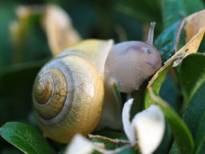 Animal mollusk slowly