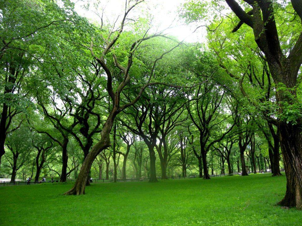 C P Mall C67 spring elms jeh