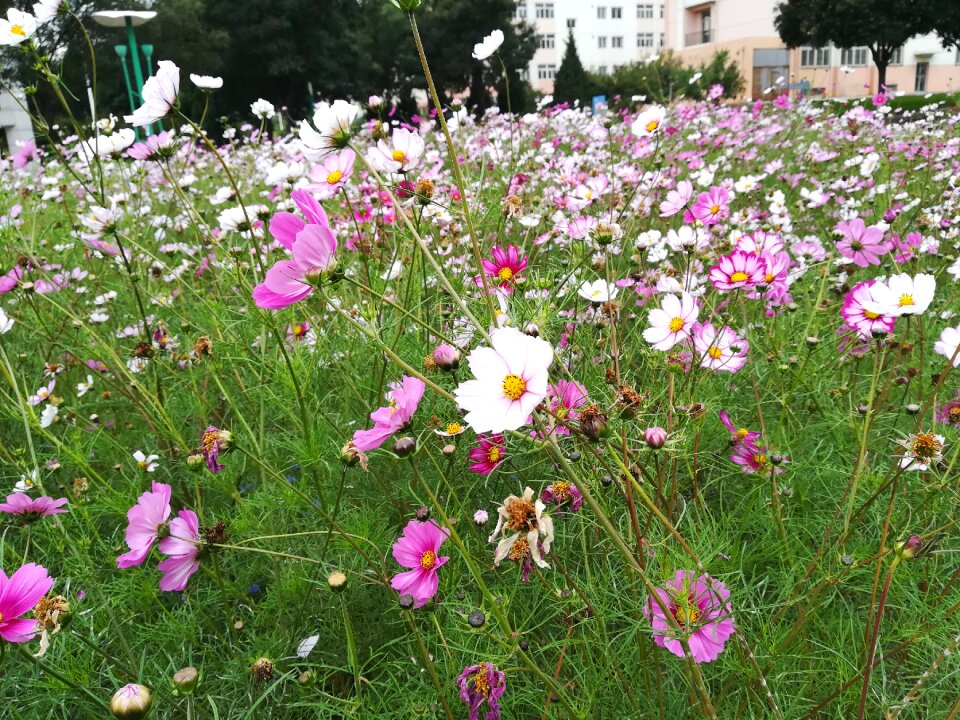 Cosmos autumn english beauty