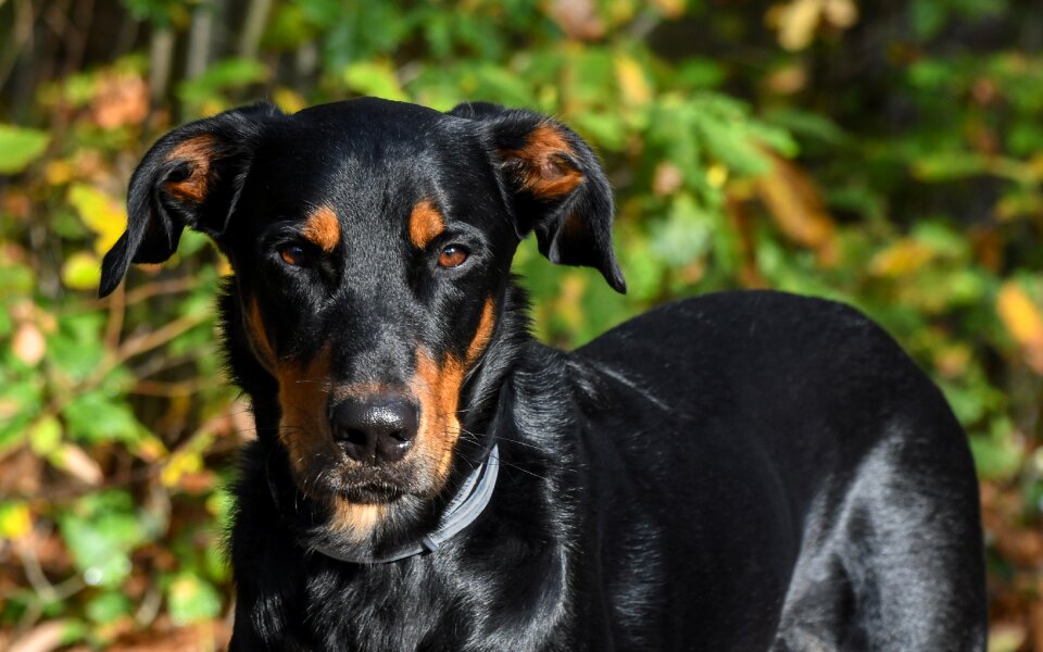 Beauceron animal green