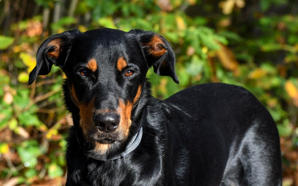 Beauceron animal green photo