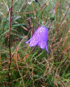 Dewdrops bellflower purple flower