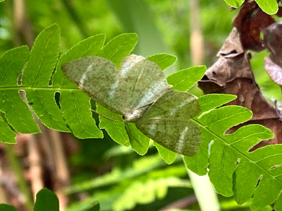 Cabera exanthemata 89145501