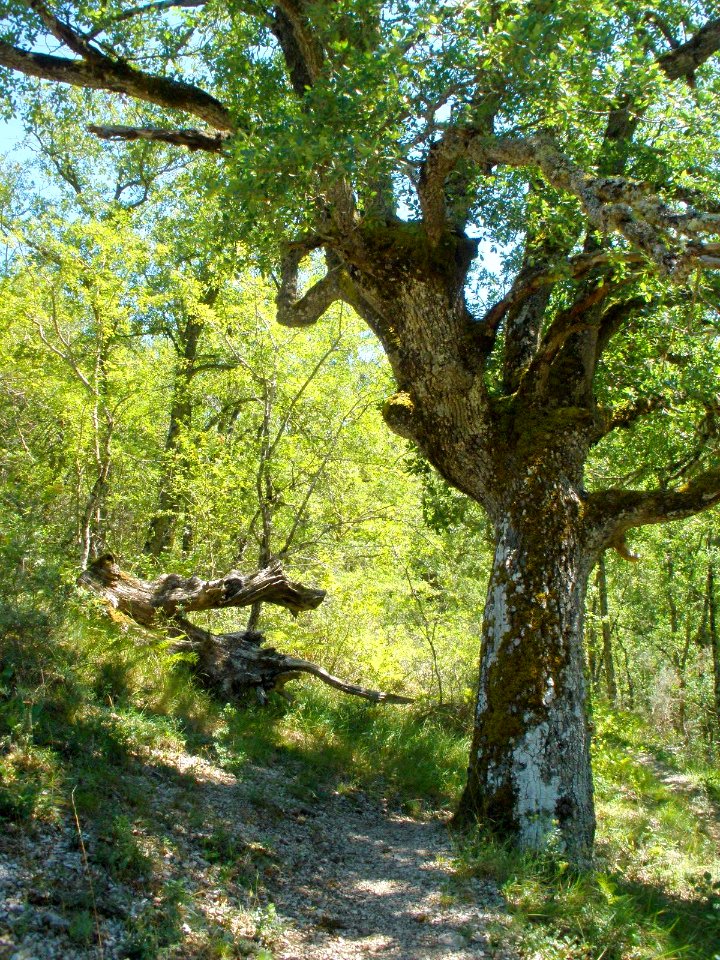 Cañada del Rudrón 40