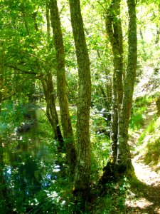 Cañada del Rudrón 21