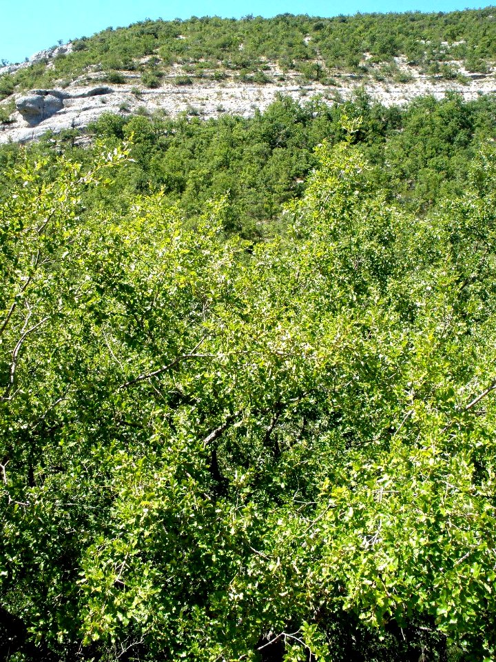 Cañada del Rudrón 03