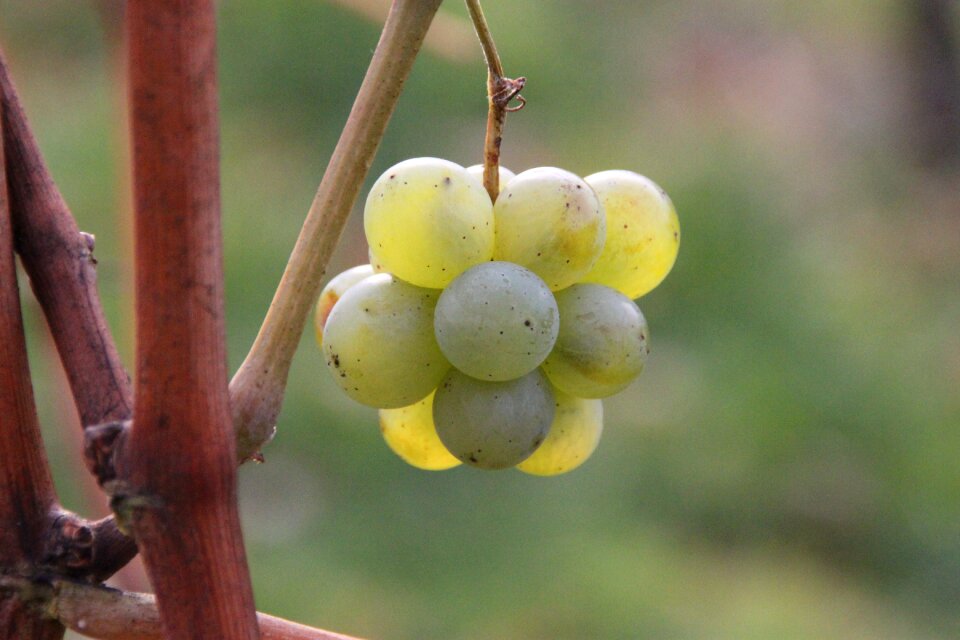 Fruit leaf berry