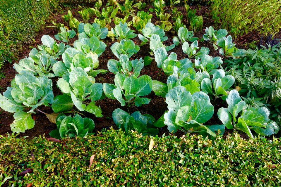 Cabbages - Quinta das Lágrimas - Coimbra, Portugal - DSC09549