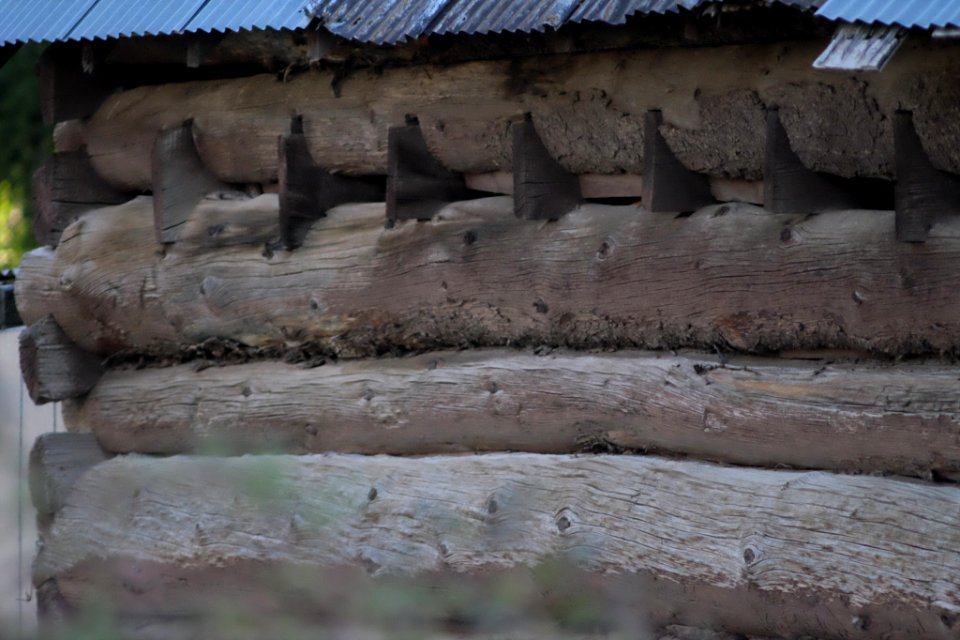 Cabin Of Logs (262417857)