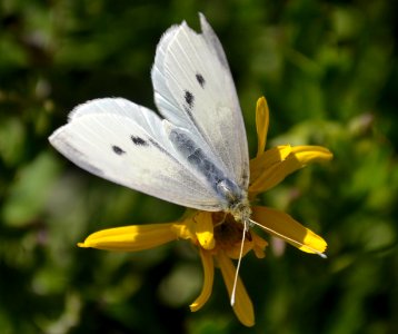 Cabbage White (Pieris rapae) on Yellow Bush Daisy (Euryops pectinatus)