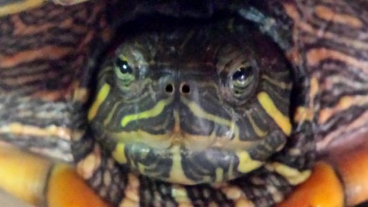 Cabeza de tortuga galápago
