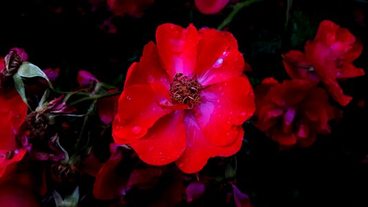 Flower flowers garden