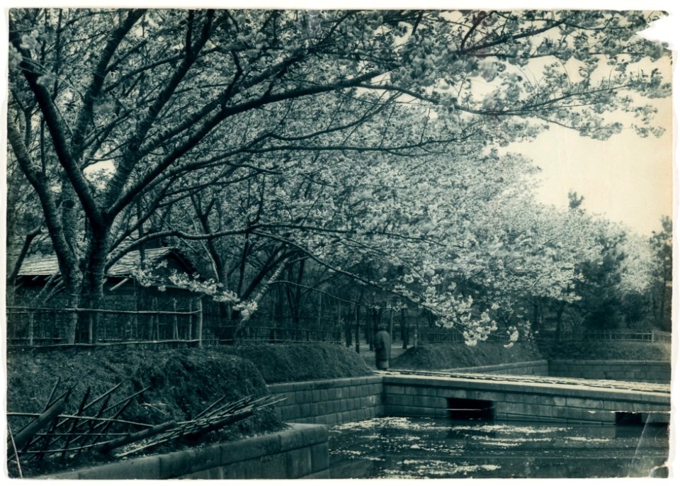 Cherry Trees Along a Canal in Japan by Adolf de Meyer ca 1900-1910