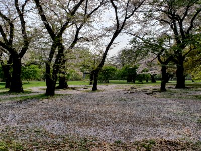 Cherry blossom at Yoyogi Park during covid-19 2 photo