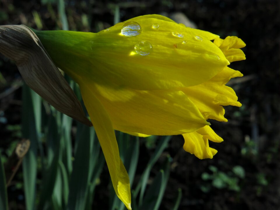 Plant leaf flower