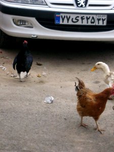 Chicken and Hen - alley - near Baghir al-Ulum mosque - Nishapur 3