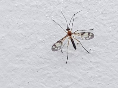 Chiasmoneura fenestrata 10397576