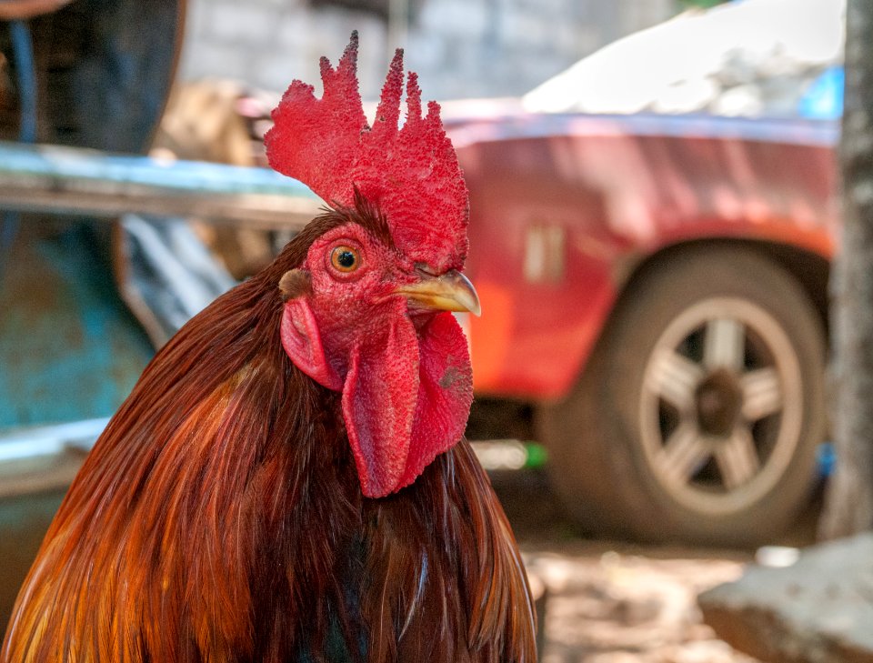 Chicken in Margarita Island