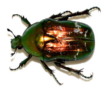 Cetonia-aurata-08-fws