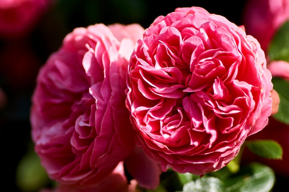 Nature floral petal