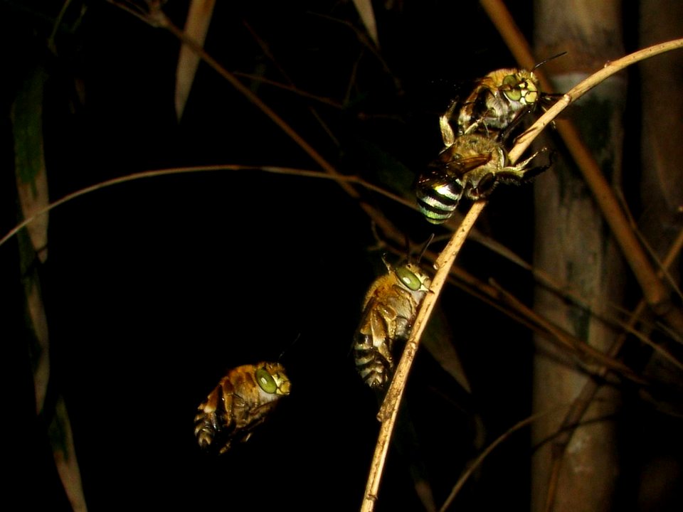 Cf Amegilla cingulata sleeping group defensive 28