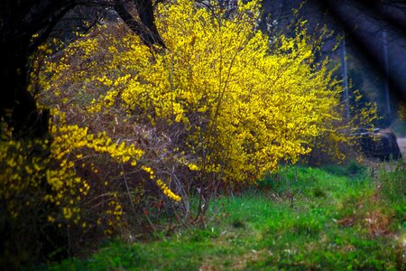 Spring forsythia yellow photo