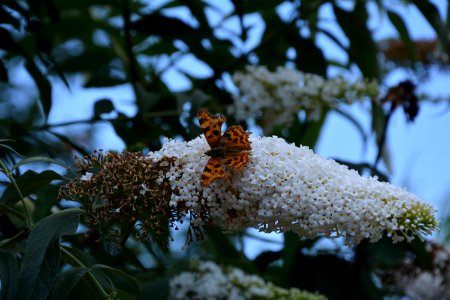 C-Falter (Polygonia c-album) auf Schmetterlingsflieder
