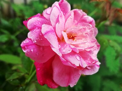 Rose pink flowers photo
