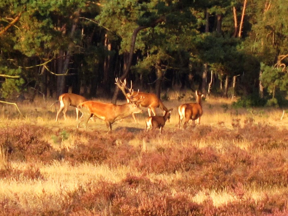 Cervus elaphus (Red deer), Veluwe, the Netherlands