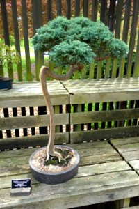 Chamaecyparis pisifera 'Boulevard' bonsai - Dawes Arboretum - DSC02981